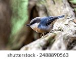 The Pygmy Nuthatch, with its compact size and bluish-gray plumage, was spotted clinging to a pine tree in Golden Gate Park. This photo captures its lively presence in an urban park habitat. 