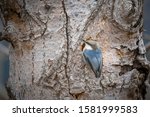 A pygmy nuthatch is perched on a tree  near Coeur d