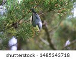 Pygmy Nuthatch (Sitta pygmaea) in California