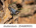 Pygmy Nuthatch (Sitta pygmaea)
Central Oregon.