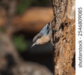 Pygmy Nuthatch (Sitta pygmaea)
Central Oregon.