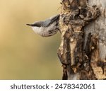 Pygmy Nuthatch, Sitta pygmaea, Colorado, United States