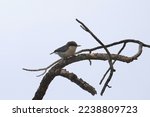 Pygmy Nuthatch (sitta pygmaea) perched on a bare branch