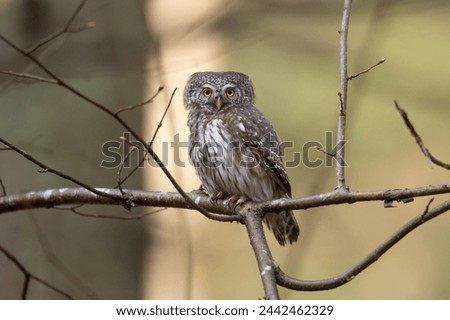 Pygmy owl Glaucidium passerinum little owl natural dark forest north parts of Poland Europe Knyszyn Primeval Forest