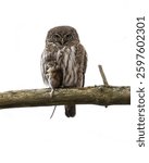 Pygmy owl with a mouse in the forest