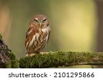 Pygmy Owl, sitting on tree branch with clear forest background. Eurasian tinny bird in the habitat. Beautiful bird on mossy branch.Wildlife scene from wild nature