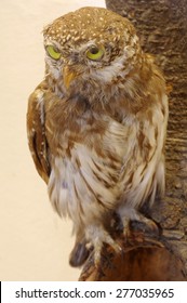 Pygmy Owl Taxidermy