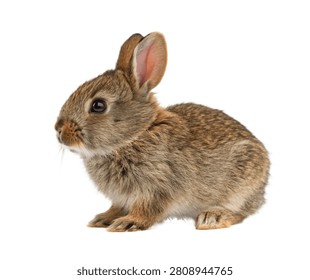 Pygmy Rabbit Tiny Pygmy Rabbit Sitting With Front Isolated On White Background