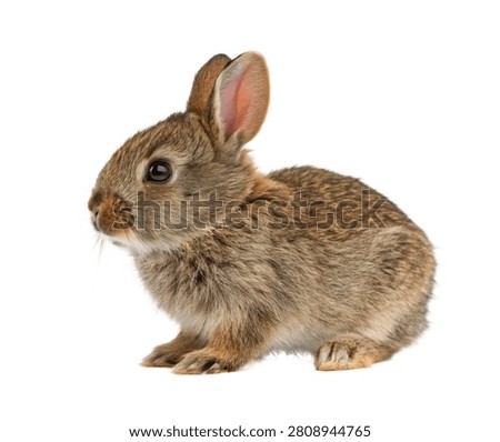 Pygmy Rabbit Tiny Pygmy Rabbit Sitting With Front Isolated On White Background