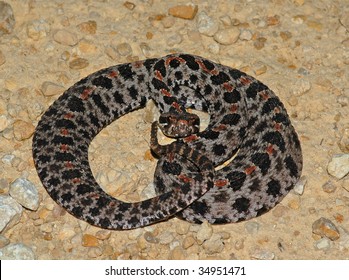 Pygmy Rattlesnake