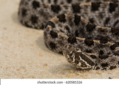 Pygmy Rattlesnake