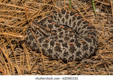 Pygmy Rattlesnake