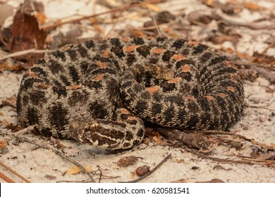 Pygmy Rattlesnake