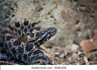 Pygmy Rattlesnake