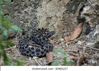 Pygmy Rattlesnake