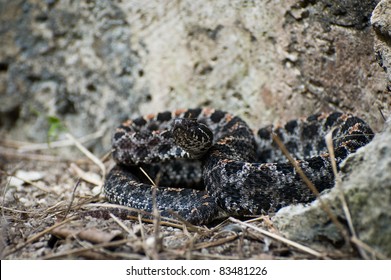 Pygmy Rattlesnake