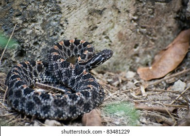 Pygmy Rattlesnake