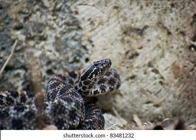 Pygmy Rattlesnake