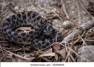 Pygmy Rattlesnake