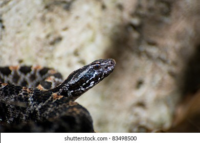 Pygmy Rattlesnake