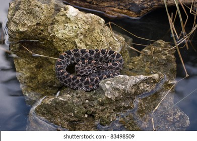 Pygmy Rattlesnake