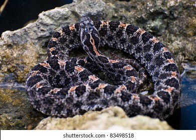 Pygmy Rattlesnake