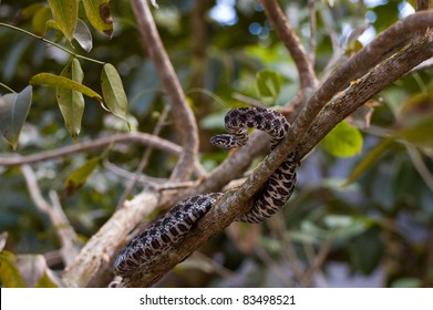 Pygmy Rattlesnake