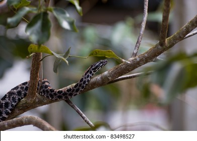 Pygmy Rattlesnake