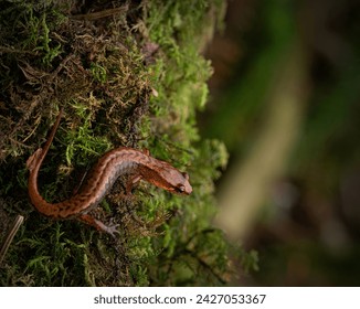 Pygmy salamander (Desmognathus wrighti) full body on moss