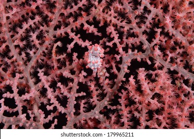 Pygmy Seahorse