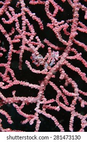 Pygmy Seahorse