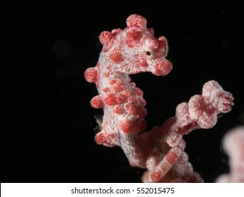 Pygmy Seahorse