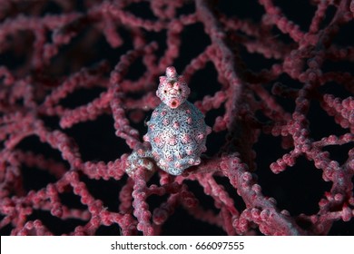 Pygmy Seahorse