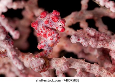 Pygmy Seahorse