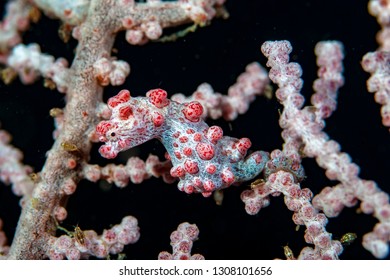 Pygmy Seahorse (Hippocampus Bargibanti)