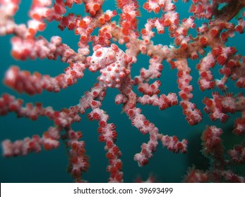 Bargibant'?s Pygmy Seahorse Hippocampus Bargibanti