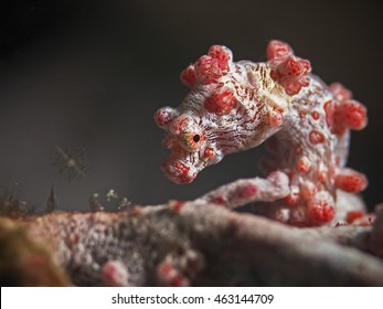 Pygmy Seahorse (Hippocampus Bargibanti)