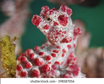 Pygmy Seahorse (Hippocampus Bargibanti)