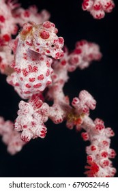 Pygmy Seahorse (Hippocampus Bargibanti)