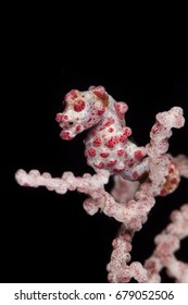 Pygmy Seahorse (Hippocampus Bargibanti)