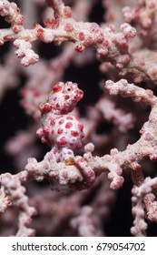 Pygmy Seahorse (Hippocampus Bargibanti)