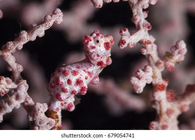 Pygmy Seahorse (Hippocampus Bargibanti)