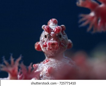 Pygmy Seahorse (Hippocampus Bargibanti)