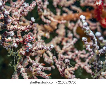 Pygmy Seahorses Comprise Several Species Of Tiny Seahorse In The Syngnathid Family Or Syngnathidae