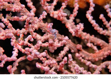 Pygmy Seahorses Comprise Several Species Of Tiny Seahorse In The Syngnathid Family Or Syngnathidae