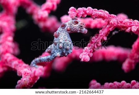 pygmy seahorses comprise several species of tiny seahorse in the syngnathid family or Syngnathidae (seahorses and pipefish).
