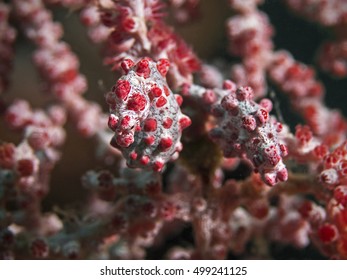 Pygmy Seahorses (Hippocampus Bargibanti)