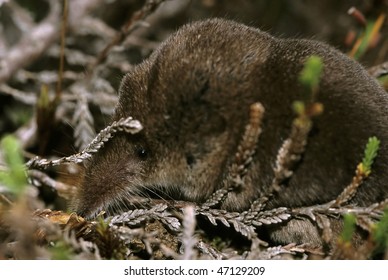 Pygmy Shrew In Heather - Sorex Minutus