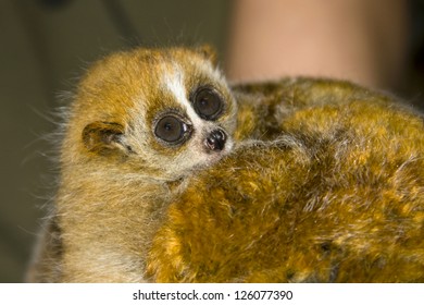 Pygmy Slow Loris (Nycticebus Pygmaeus) Baby