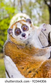 Pygmy Slow Loris (Nycticebus Pygmaeus)